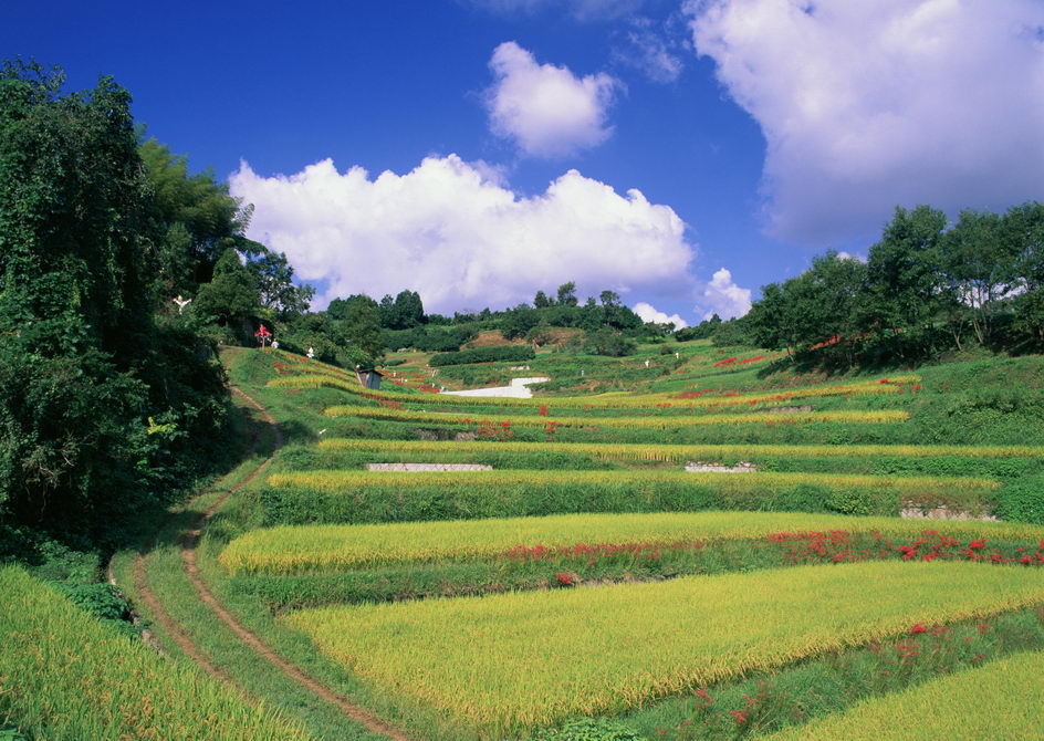 2022年代縣新高鄉(xiāng)等2鄉(xiāng)鎮(zhèn)高標(biāo)準農(nóng)田建設(shè)項目(1標(biāo)段)